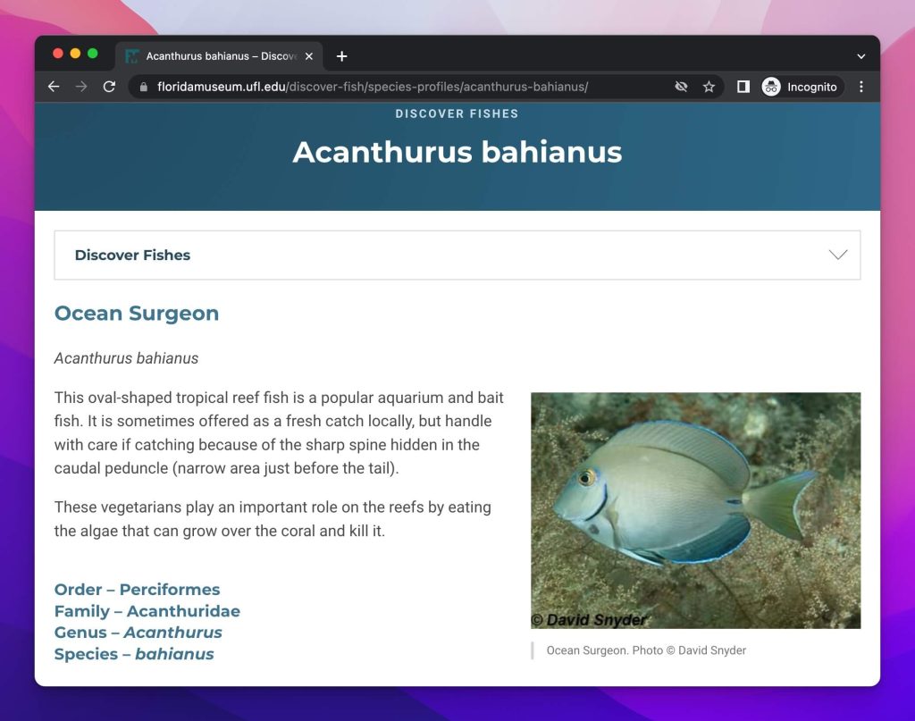 Fish Profile Example for pSEO